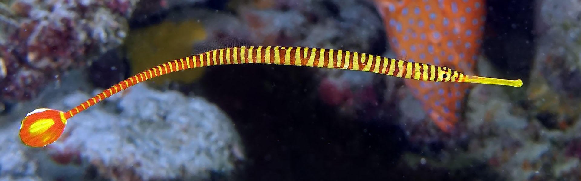 The Yellowbanded Pipefish